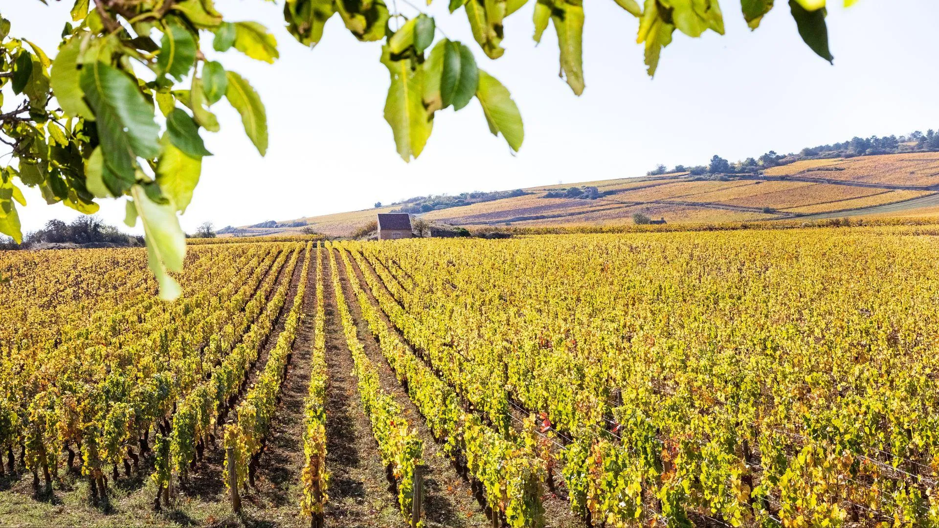 Un vignoble avec des rangées de vignes en automne sous un ciel dégagé, avec des collines en arrière-plan