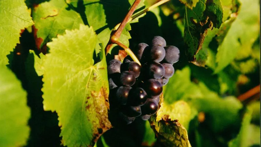 Un grappes de raisins noirs pend parmi des feuilles vertes et légèrement abîmées