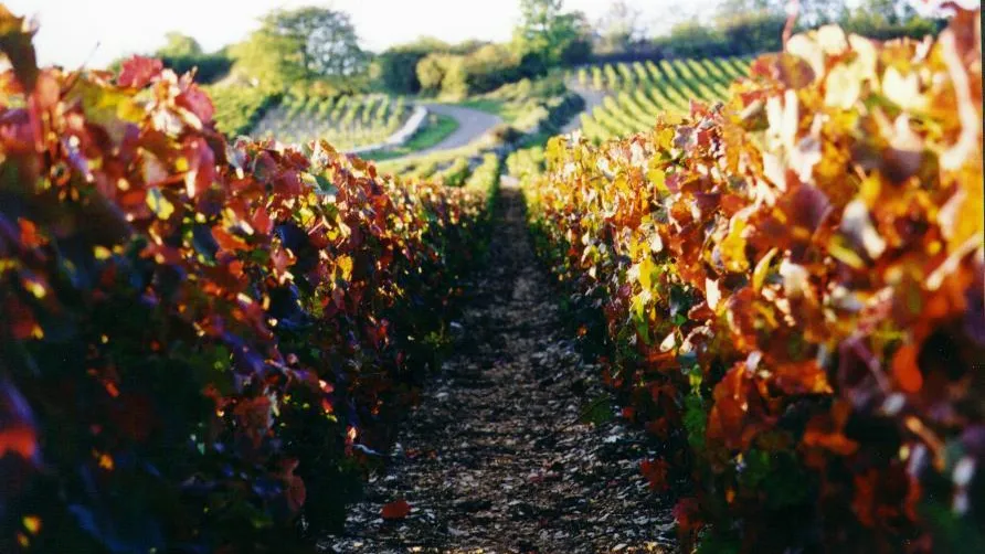 Allée centrale dans un vignoble avec des rangées de vignes des deux côtés et un chemin sinueux au loin