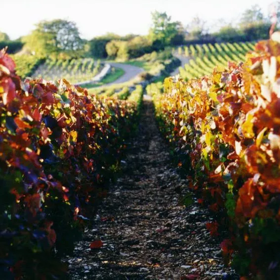 Allée centrale dans un vignoble avec des rangées de vignes des deux côtés et un chemin sinueux au loin